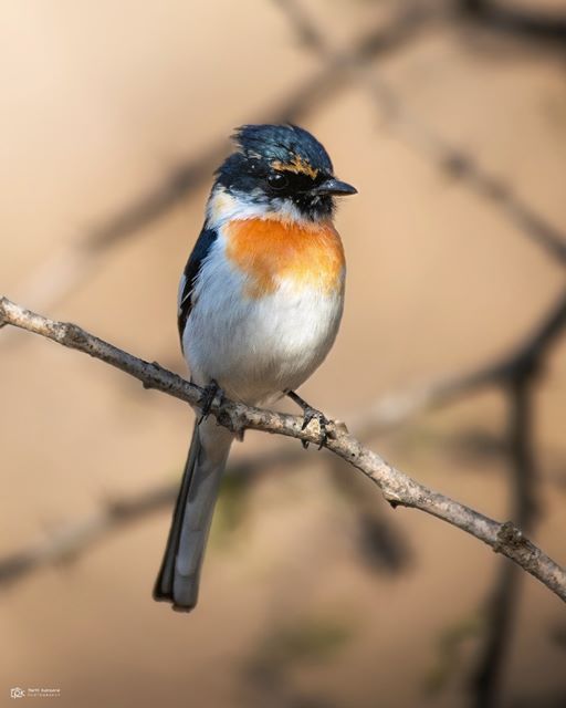 White-bellied Minivet